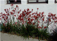 Kangaroo Paws, Red