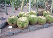 Golden Barrel Cactus