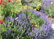 Anise-Scented Sage