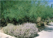 Silver Cloud Violet Silverleaf