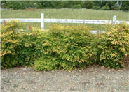 Compact Lacy Nandina