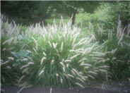 Oriental Fountain Grass