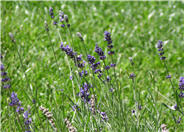 Hidcote English Lavender