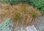 Orange or Brown Sedge