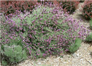 Otto Quast Spanish Lavender