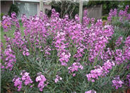 Bowles Mauve Wallflower