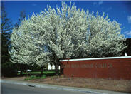 Bradford Callery Pear