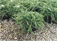 Blue Rug Ground Cover Juniper