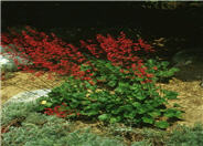 Southwest Coral Bells