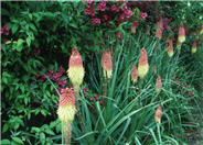 Red-Hot Poker, Torch Lily