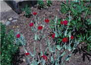 Mullein Pink, Rose Campion