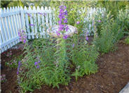 Border or Garden Penstemon