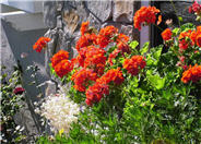 Garden or Common Geranium