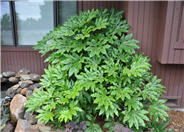 Japanese Fatsia