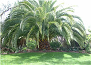 Canary Island Date Palm