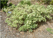 Variegated Tobira