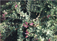 Sweet Pea Shrub