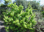 Catalina Cherry