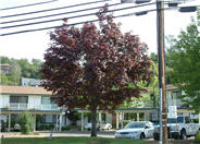 Red or Scarlet  Maple
