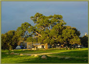 Coast  Live Oak