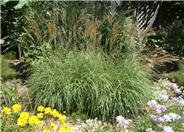 Eulalia Grass, Japanese Silver Gras