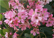 Pink Lady Rhaph or Indian Hawthorn