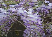 Chinese Wisteria