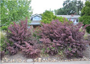 Red-Leaf Japanese Barberry