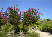 Tuscarora  Deep Pink Crape Myrtle