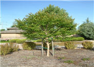 Muskogee Lavender Crape Myrtle